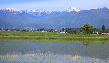 田植え